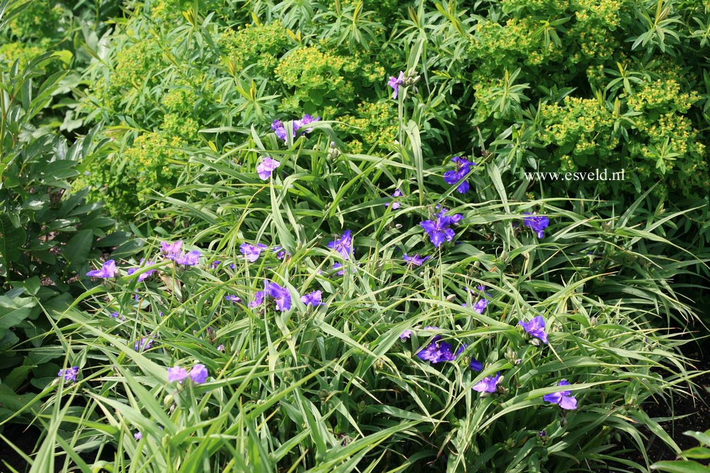 Tradescantia andersoniana 'Zwanenburg Blue'
