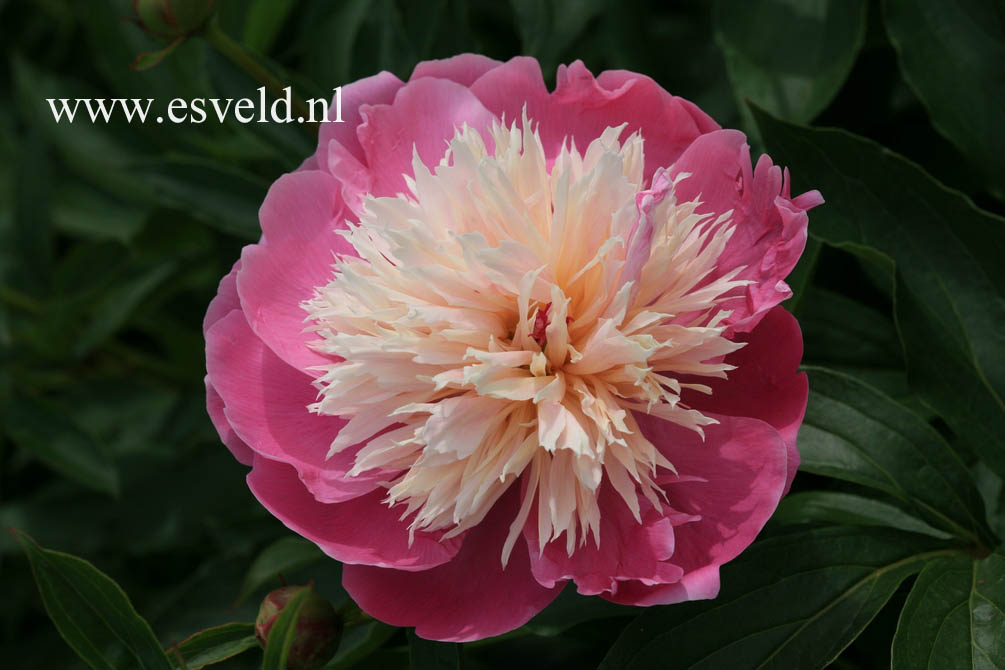 Paeonia 'Bowl of Beauty'