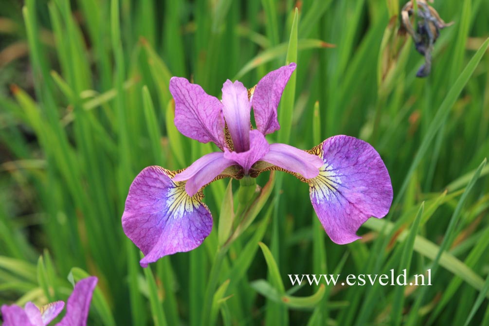 Iris sibirica 'Sparkling Rose'