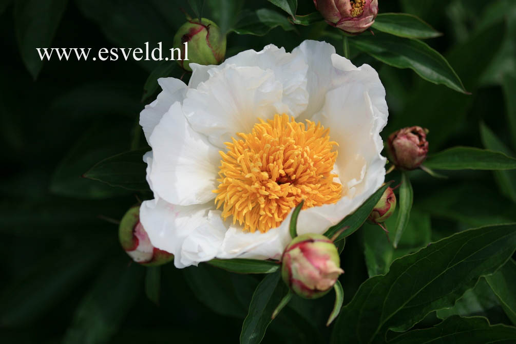 Paeonia 'White Wings'