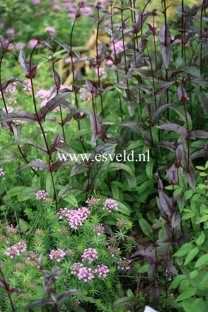 Penstemon digitalis 'Husker Red'