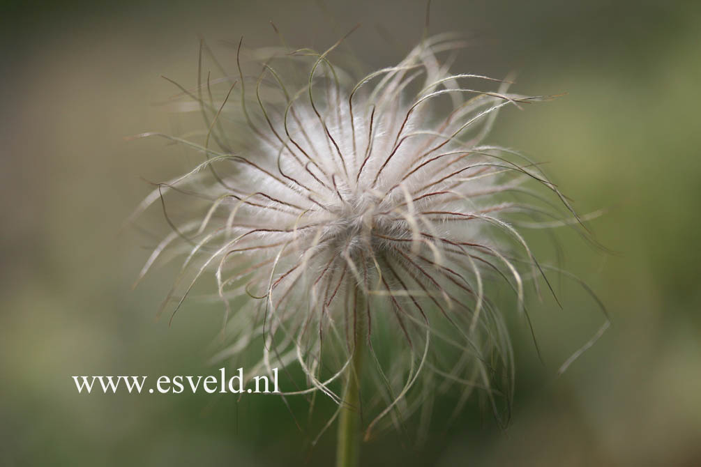 Pulsatilla vulgaris 'Alba'