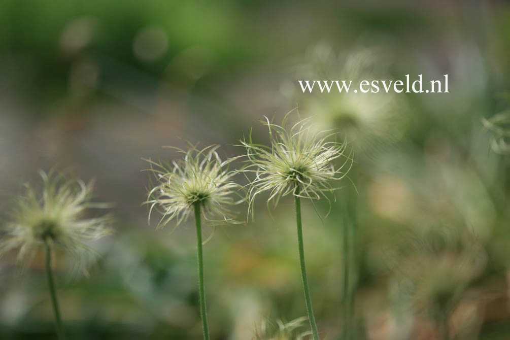 Pulsatilla vulgaris 'Alba'