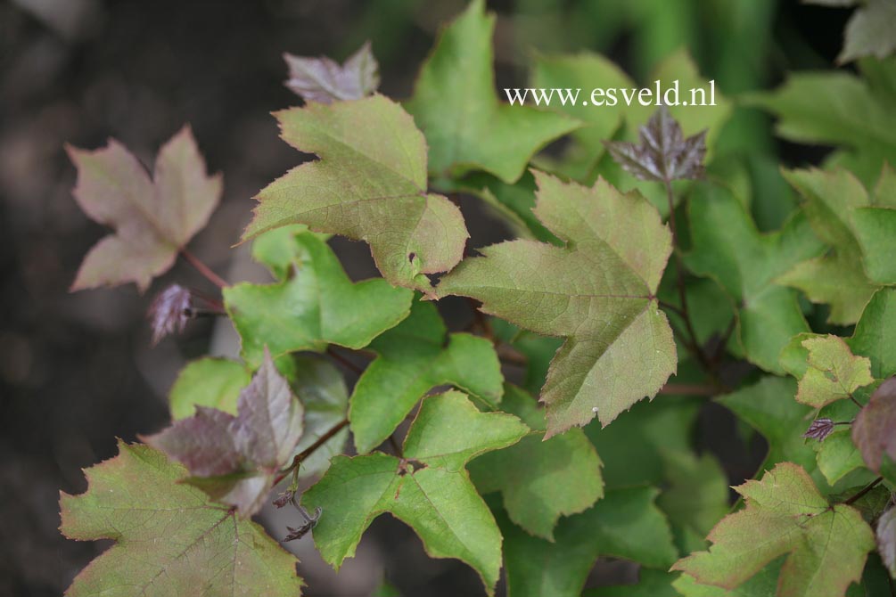 Liquidambar formosana monticola