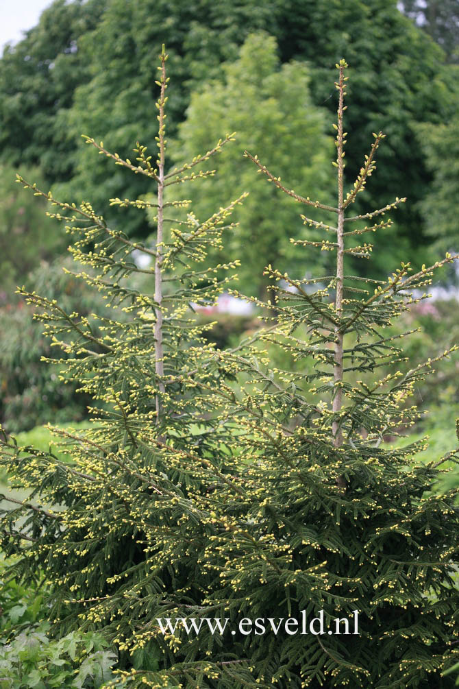 Picea orientalis 'Aureospicata'