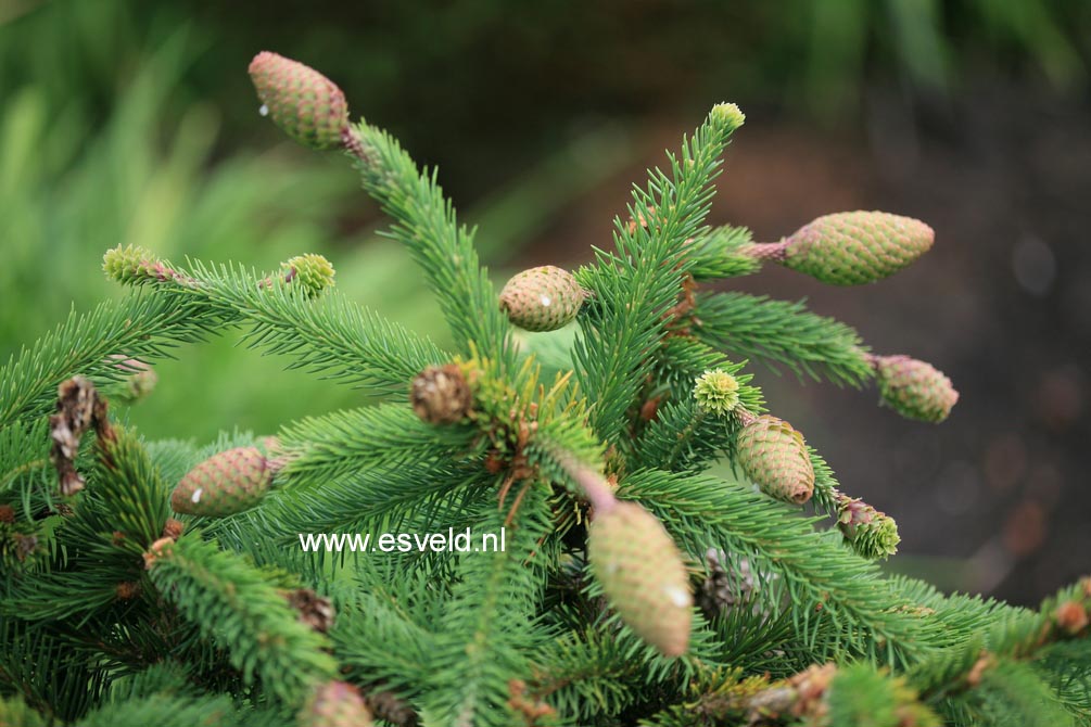 Picea abies 'Acrocona'