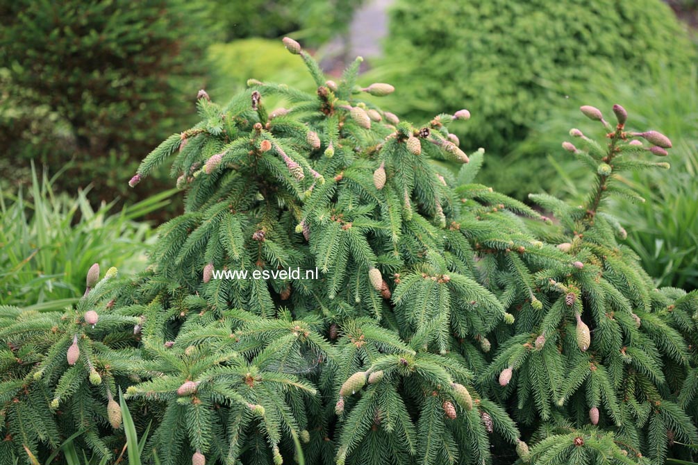 Picea abies 'Acrocona'