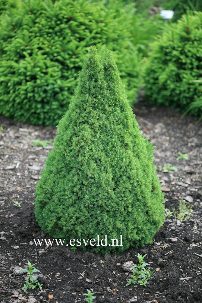 Picea glauca 'Zuckerhut'