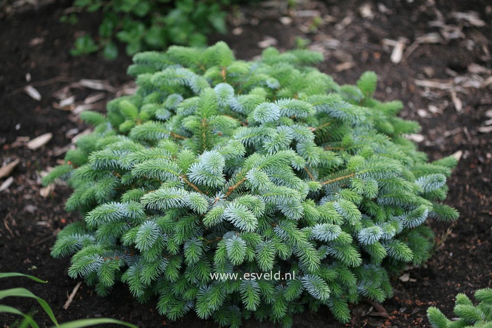 Picea glauca 'Blue Planet'