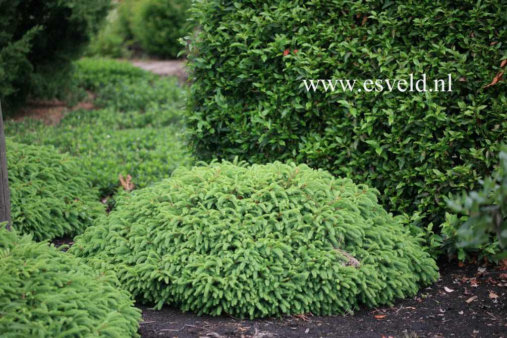 Picea abies 'Repens'