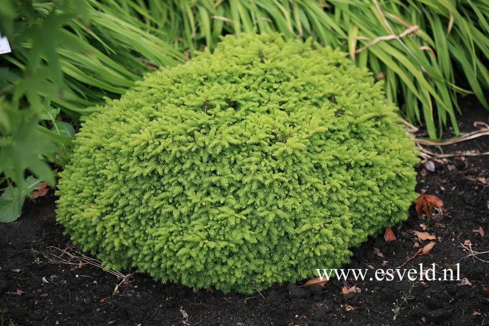 Picea abies 'Little Gem'