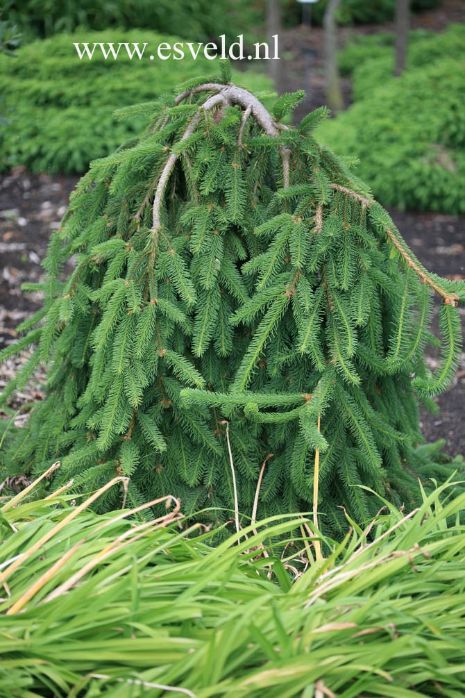 Picea abies 'Inversa'