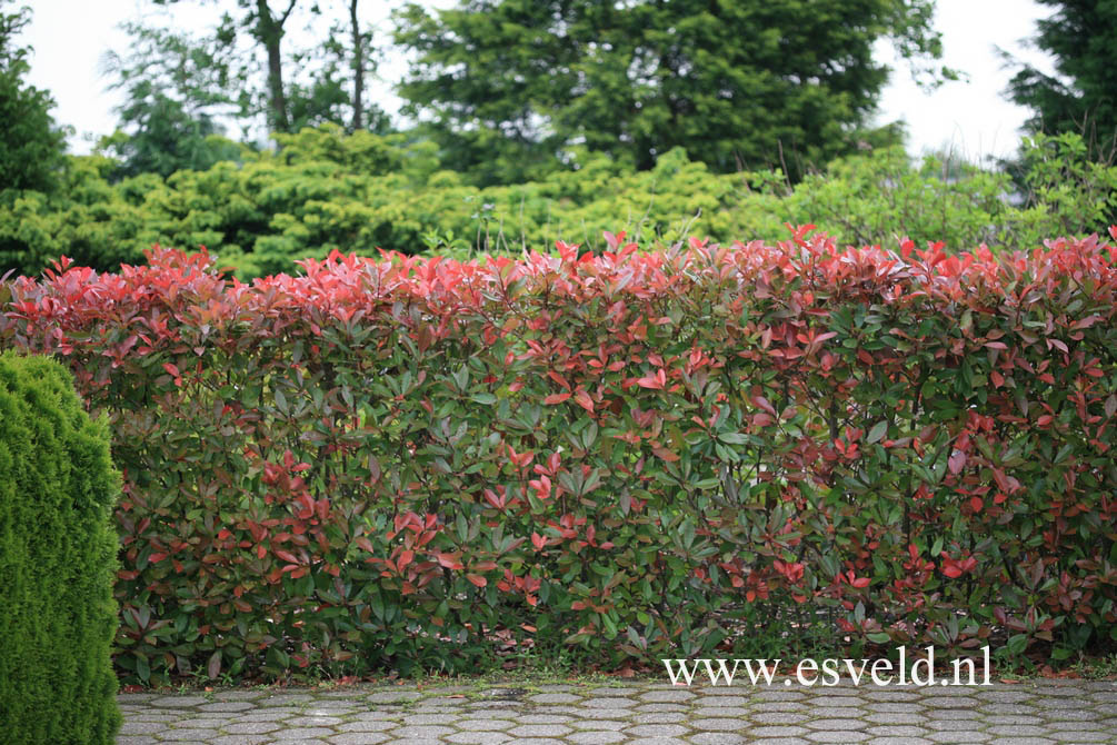 Photinia fraseri 'Red Robin'