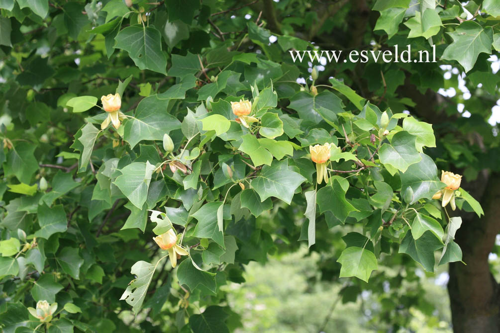 Liriodendron tulipifera