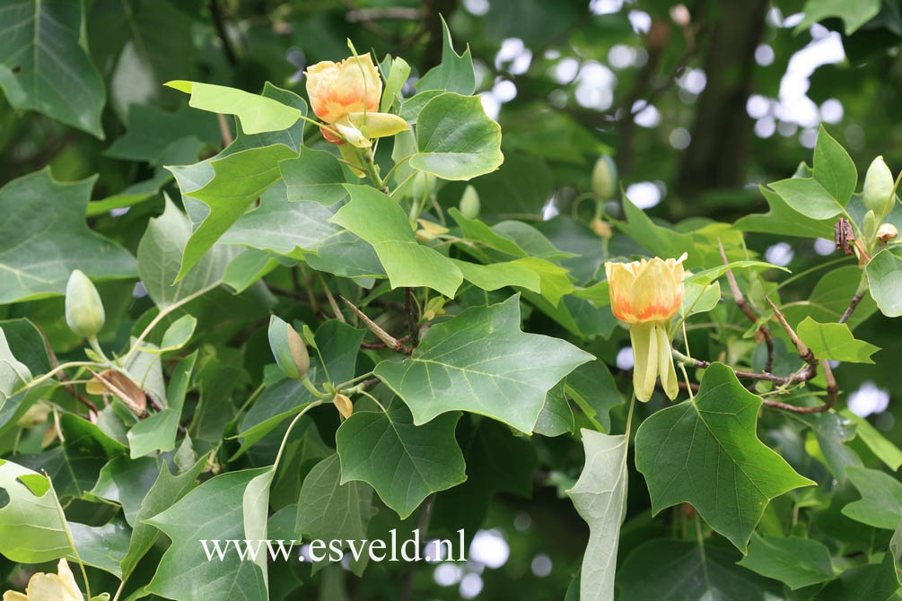 Liriodendron tulipifera