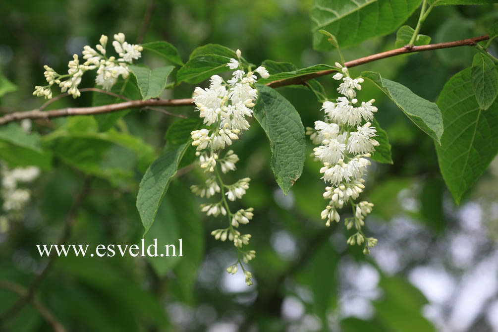 Pterostyrax hispida