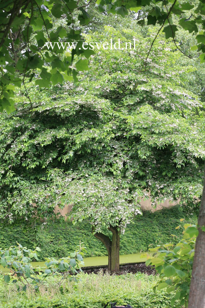 Styrax japonicus