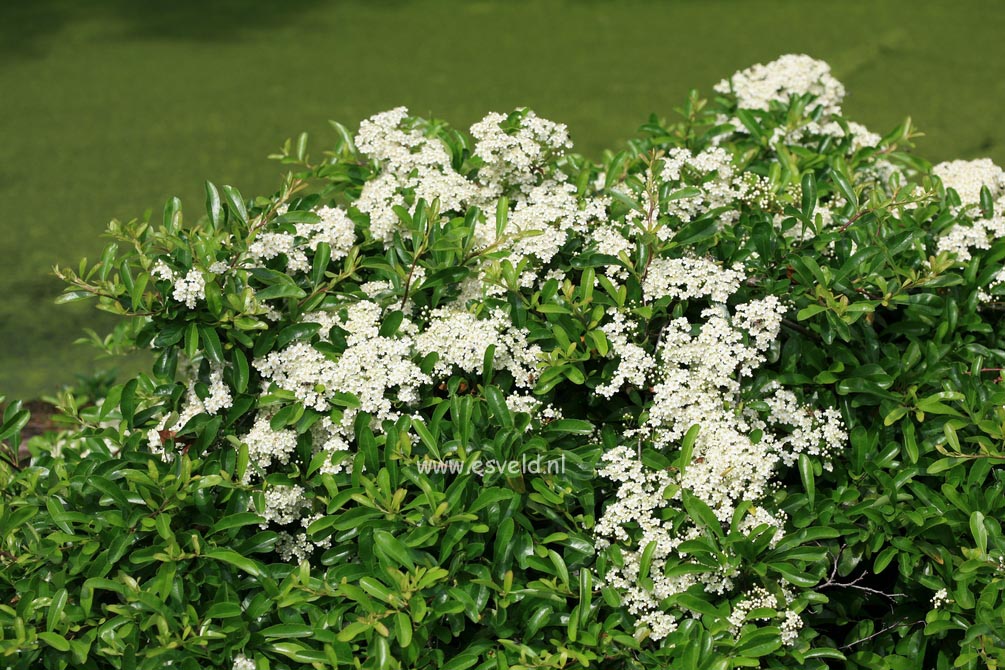 Pyracantha 'Firelight'