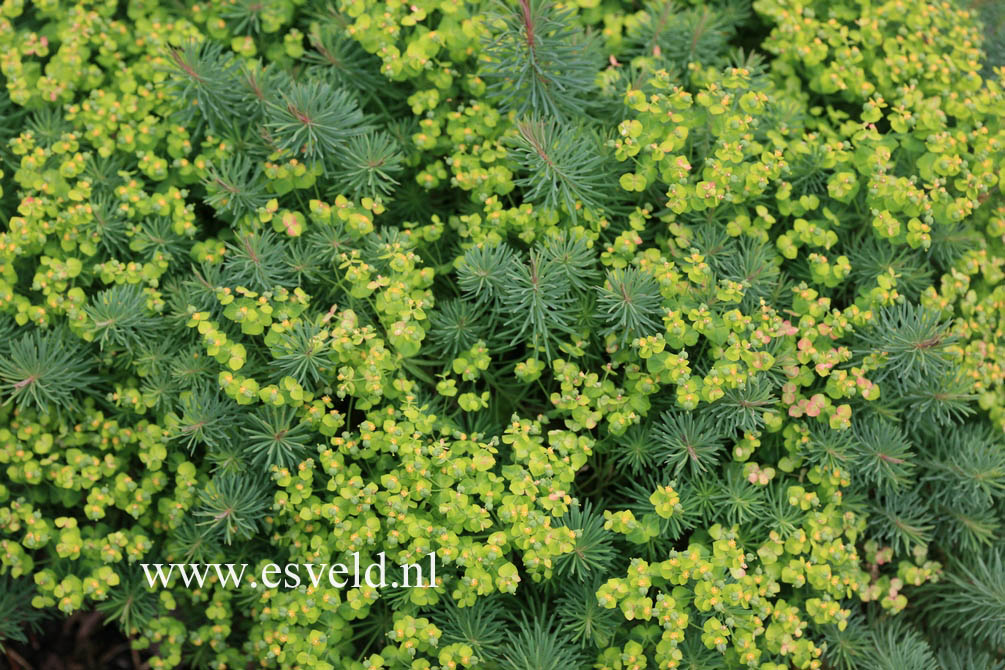 Euphorbia cyparissias 'Clarice Howard'