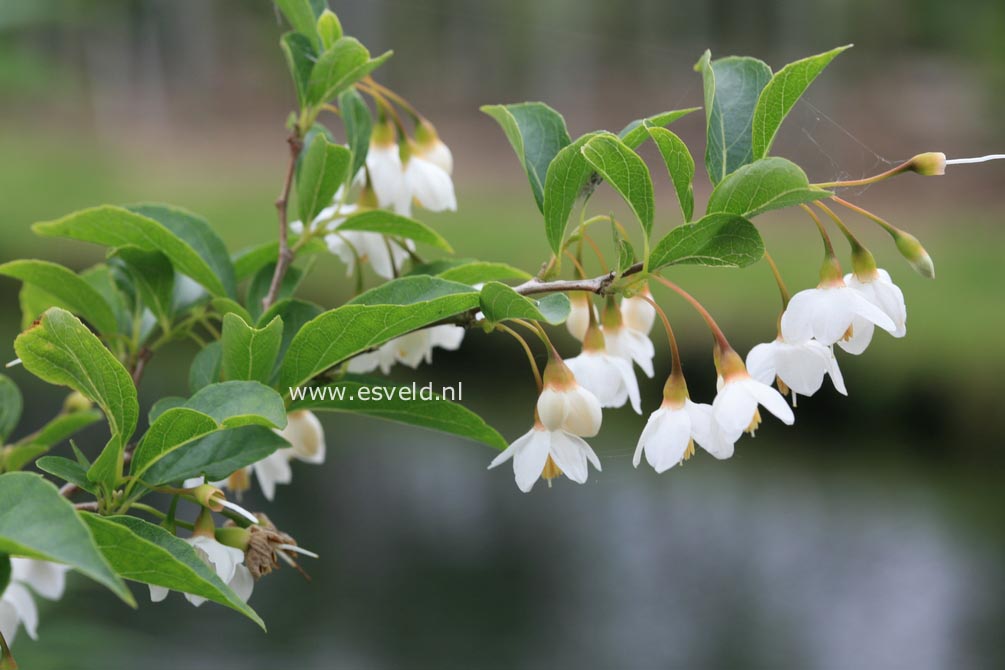 Styrax japonicus 'Issai'