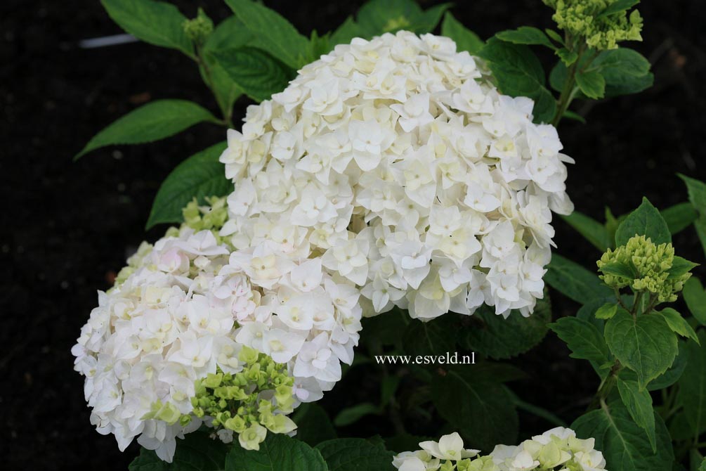 Hydrangea macrophylla 'The Bride' (ENDLESS SUMMER)