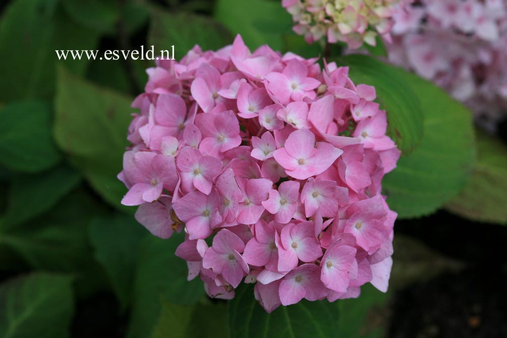 Hydrangea macrophylla 'Semperflorens','Bailmer'(ENDLESS SUMMER)