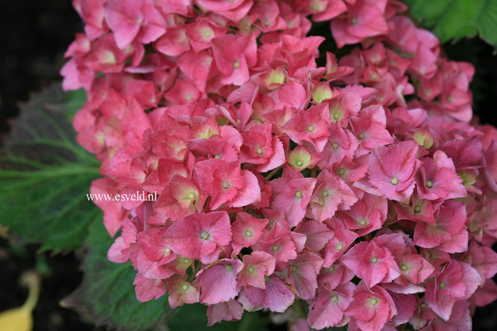 Hydrangea macrophylla 'Habsburg'