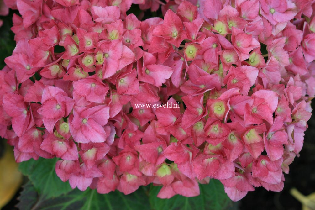 Hydrangea macrophylla 'Habsburg'