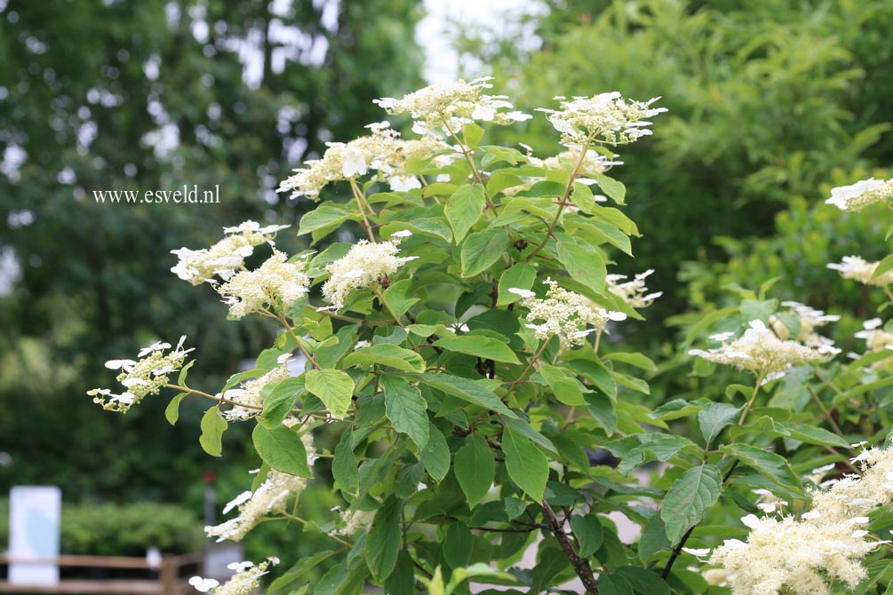 Hydrangea heteromalla 'Morrey's Form'