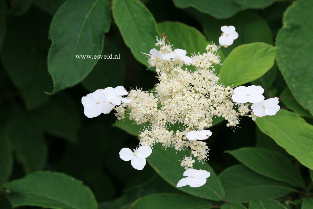 Hydrangea heteromalla 'Morrey's Form'