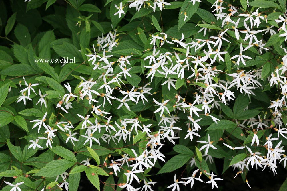 Gillenia trifoliata