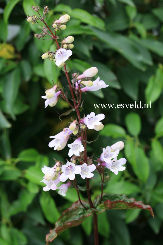 Penstemon digitalis 'Husker Red'