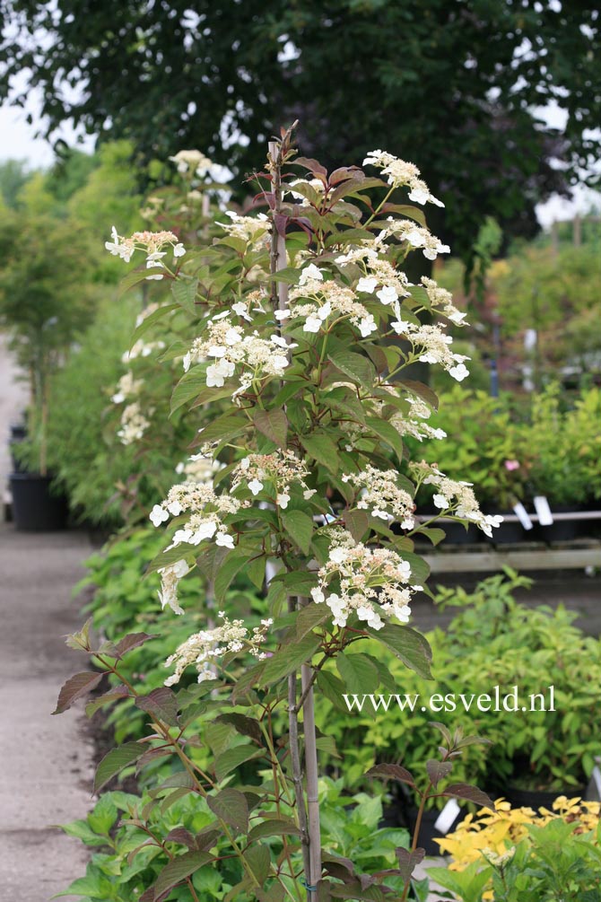 Hydrangea heteromalla 'Snowcap'