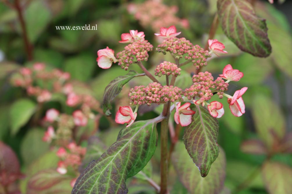 Hydrangea serrata 'Professor Iida'