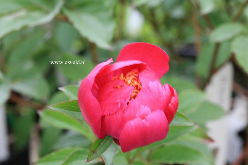 Paeonia 'Mikado'
