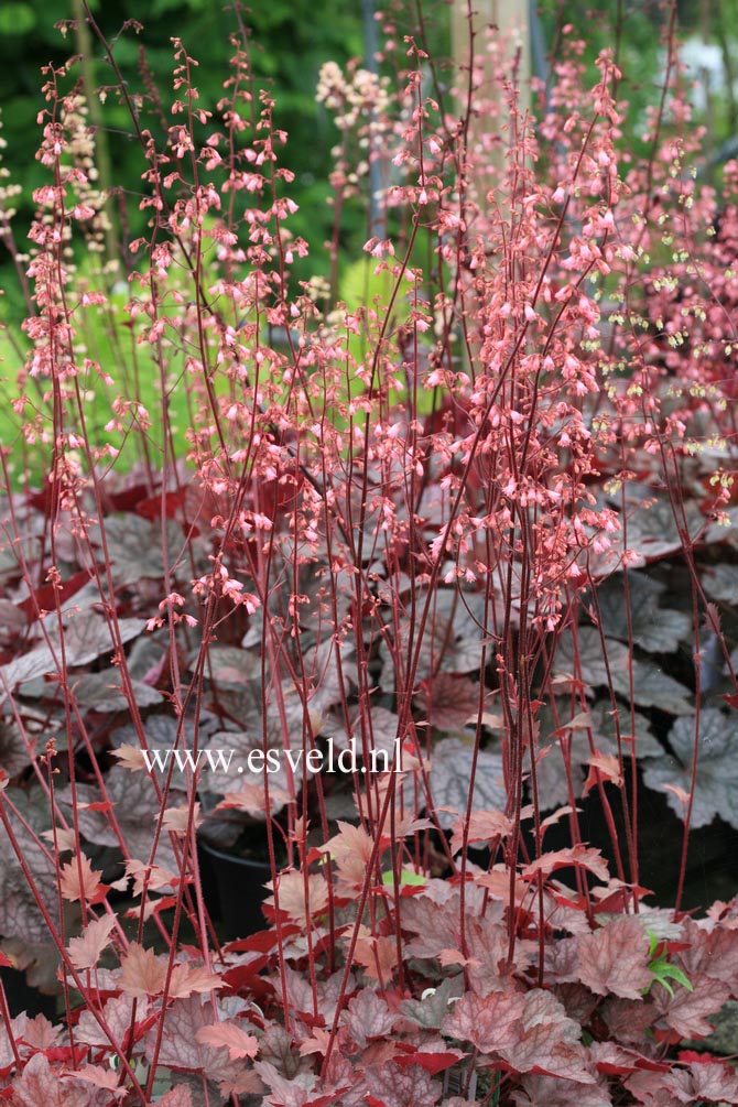 Heuchera 'Regina'