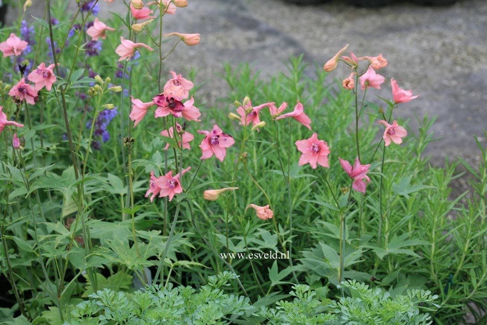 Delphinium ruysii 'Pink Sensation'