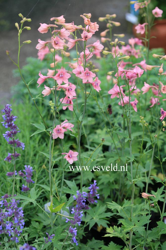 Delphinium ruysii 'Pink Sensation'