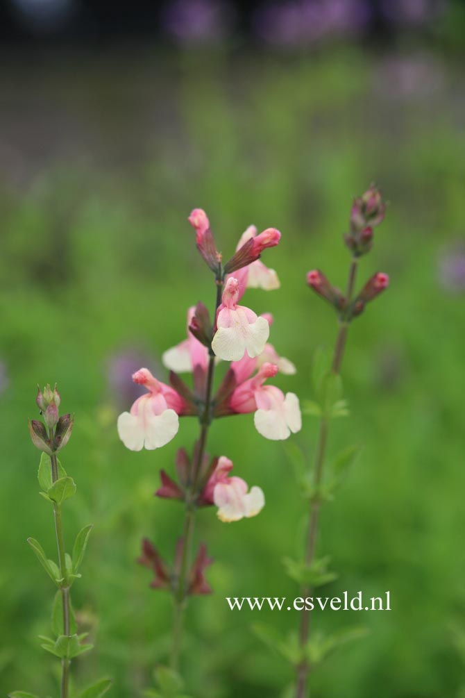 Salvia jamensis 'Sierra San Antonio'