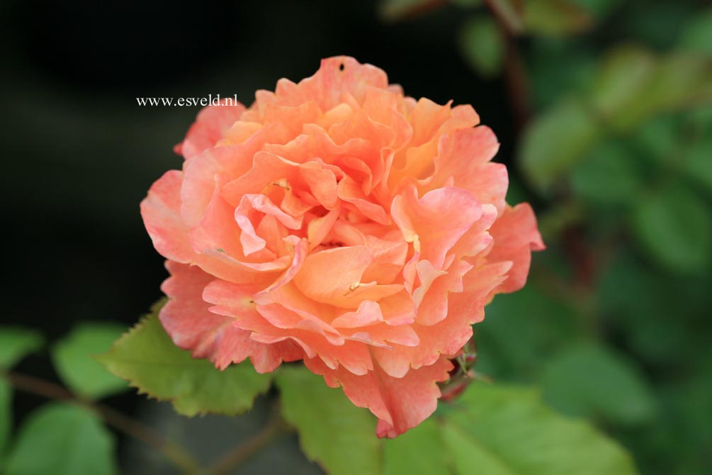Rosa 'Korlawe' (WESTERLAND)