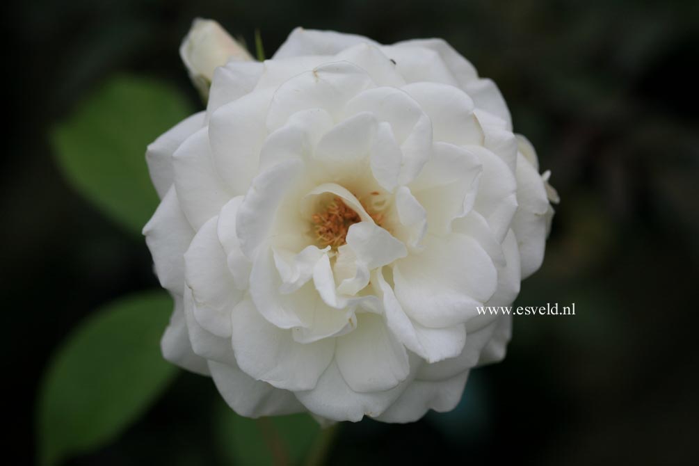 Rosa 'Schneewittchen'