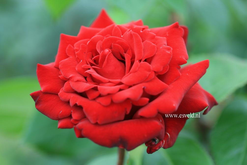 Rosa 'Ingrid Bergman'