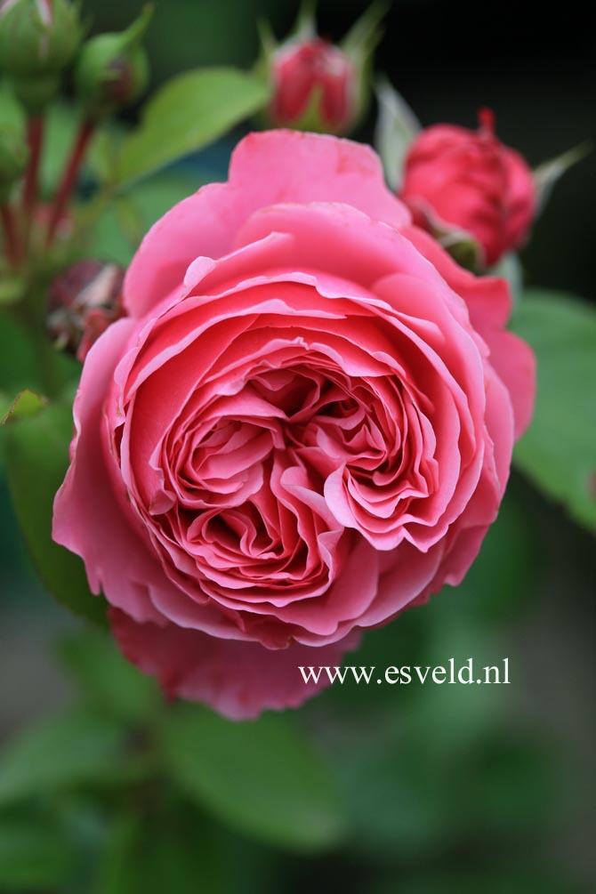 Rosa 'Meideauri' (LEONARDO DA VINCI)