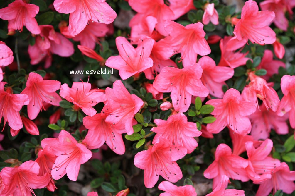 Rhododendron nakaharae 'Pink Pancake'