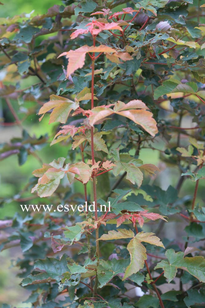 Acer griseum x pseudoplatanus