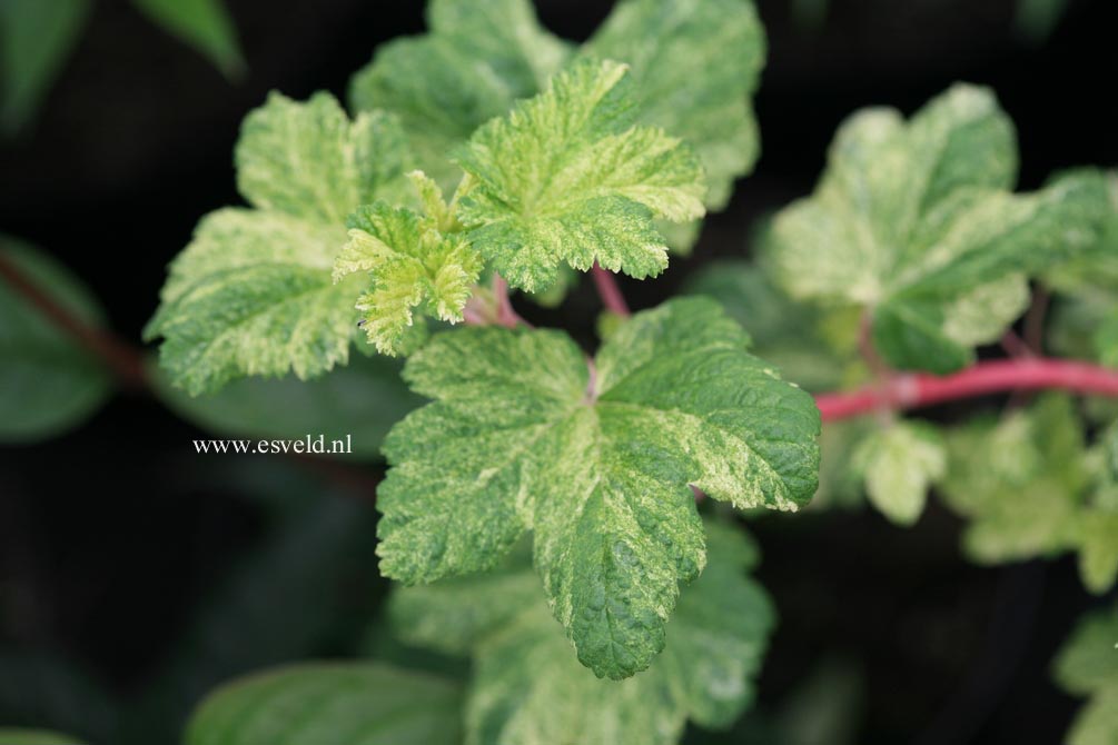 Ribes sanguineum 'Pulborough Scarlet Variegata'