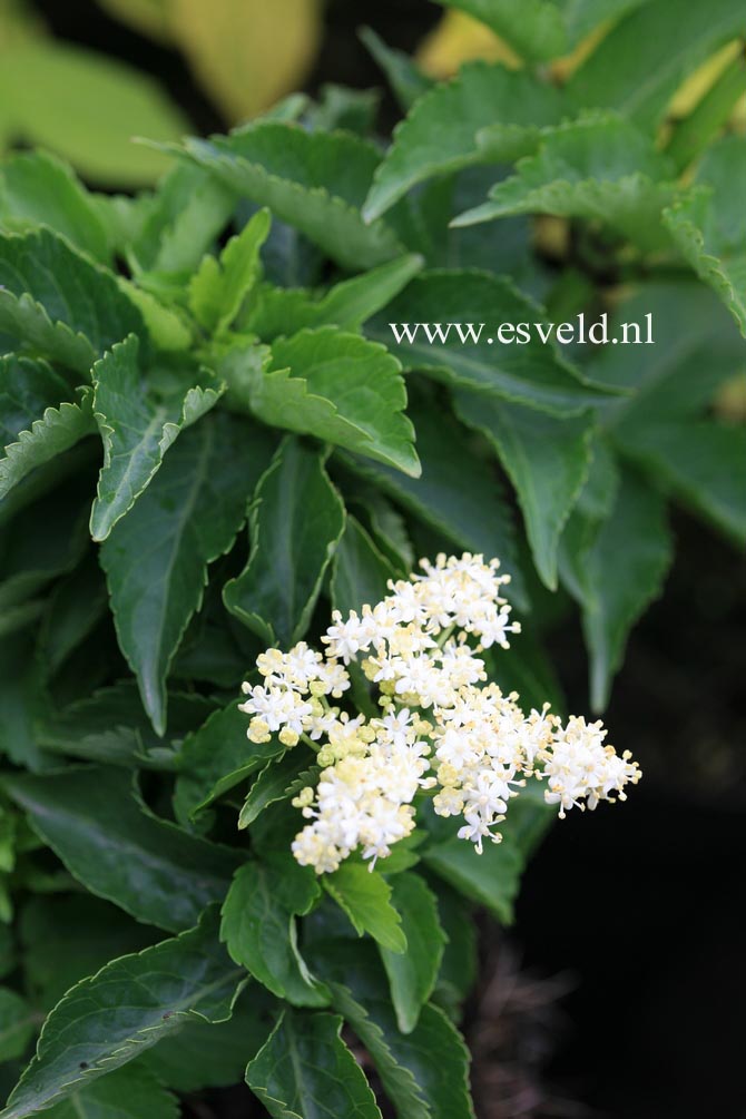 Sambucus nigra 'Pyramidalis'