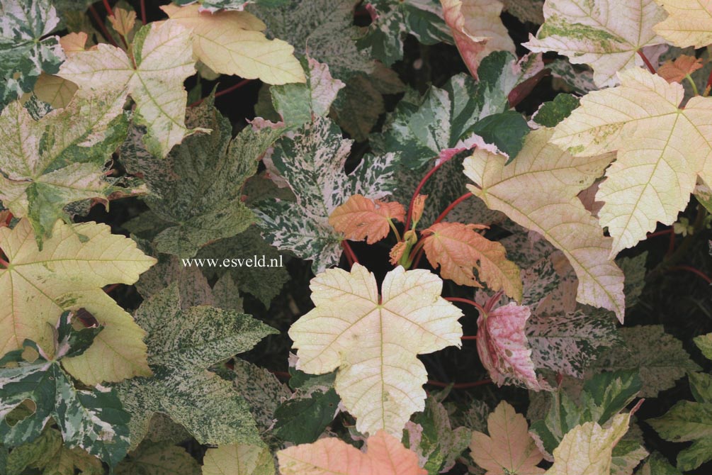 Acer pseudoplatanus 'Eskimo Sunset'