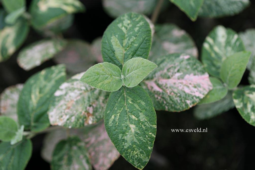 Viburnum lantana 'Discolor'