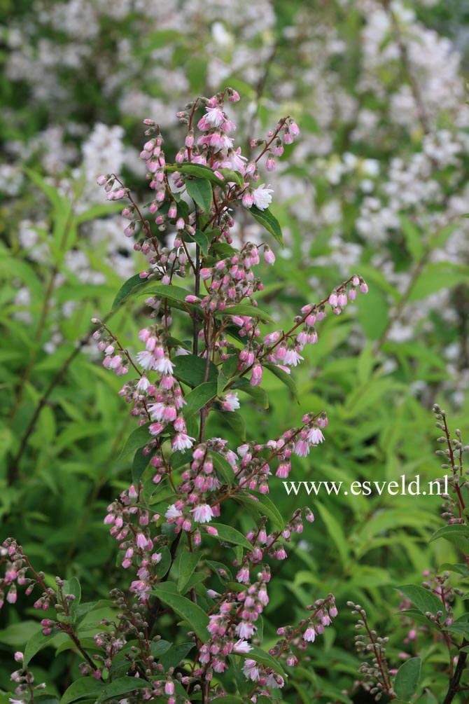 Deutzia schneideriana laxiflora